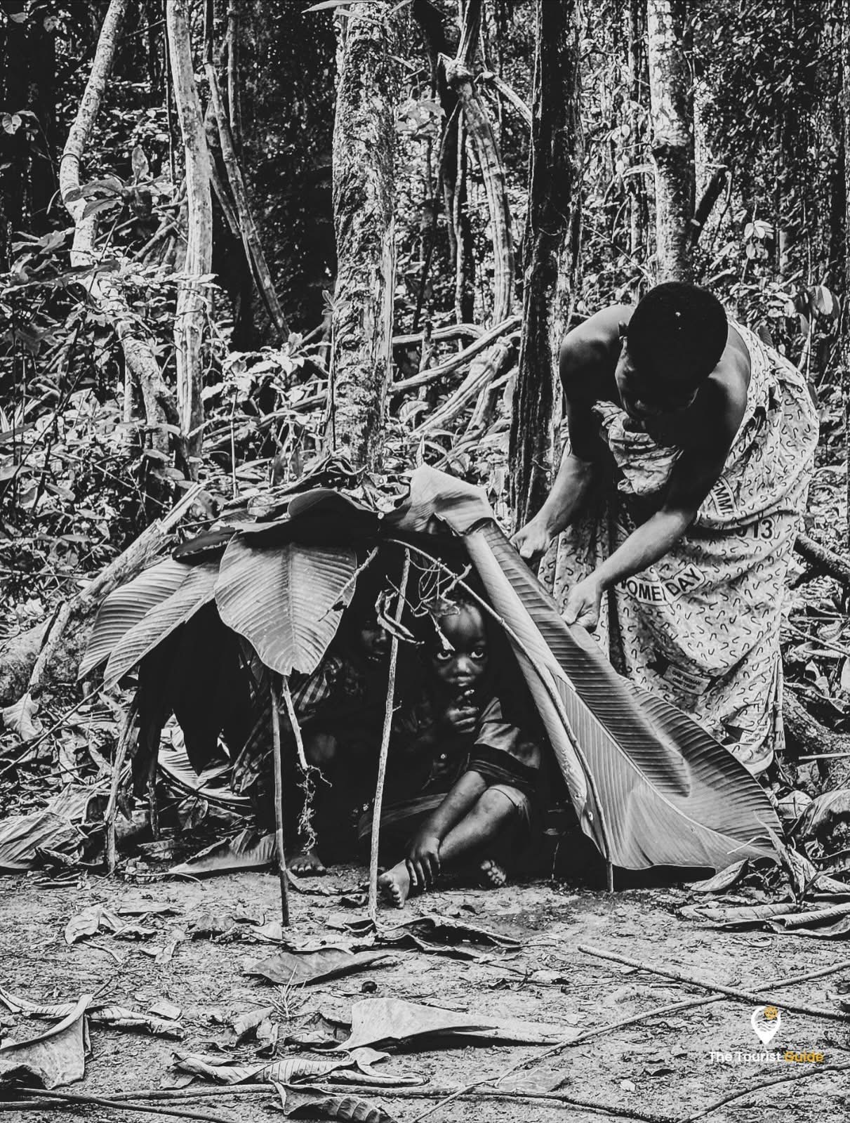 Aire Fang-Beti-Bulu (Forêt) galerie 3
