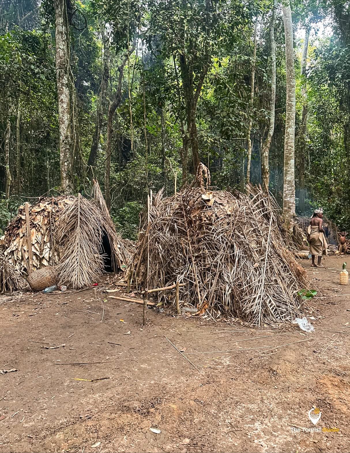 Aire Fang-Beti-Bulu (Forêt) galerie 4