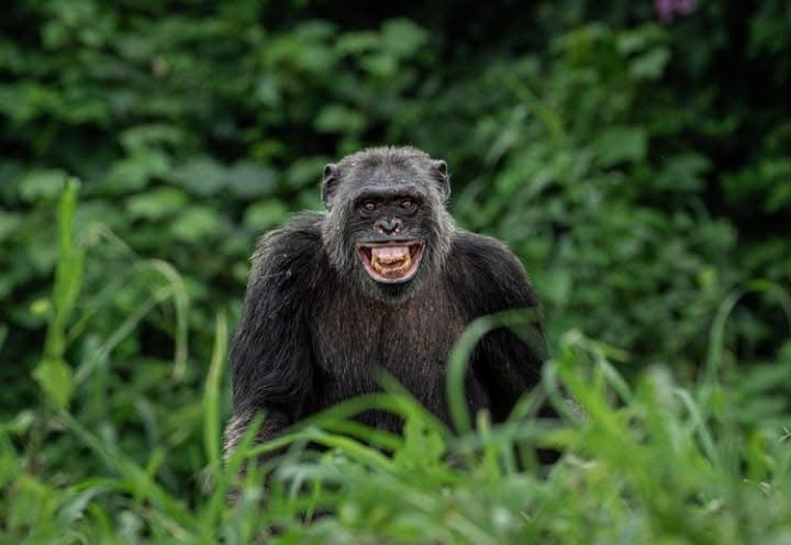 DOUALA-EDÉA WILDLIFE EXPERIENCE galerie 4