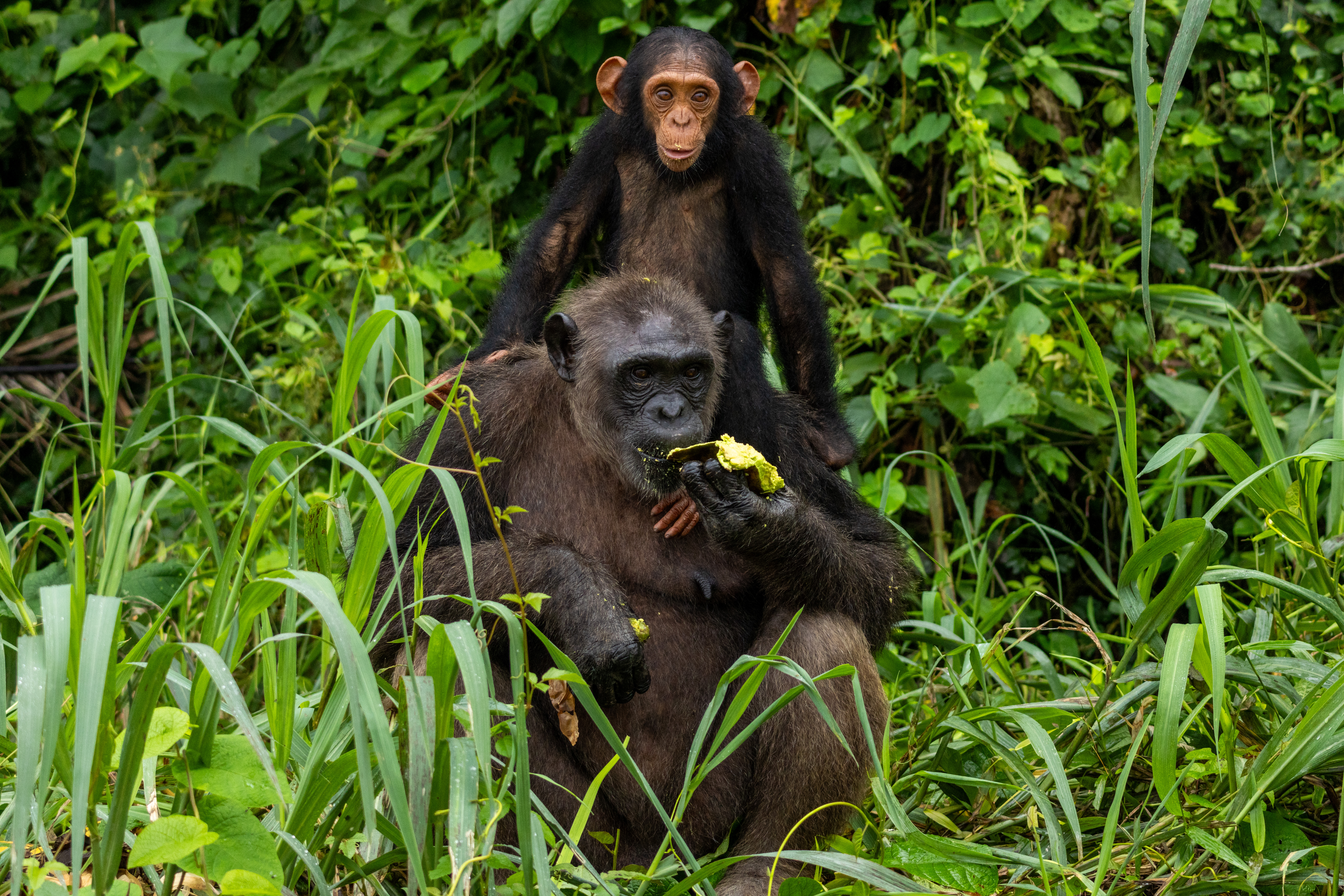 SANAGA PRIMATE EXPERIENCE galerie 2