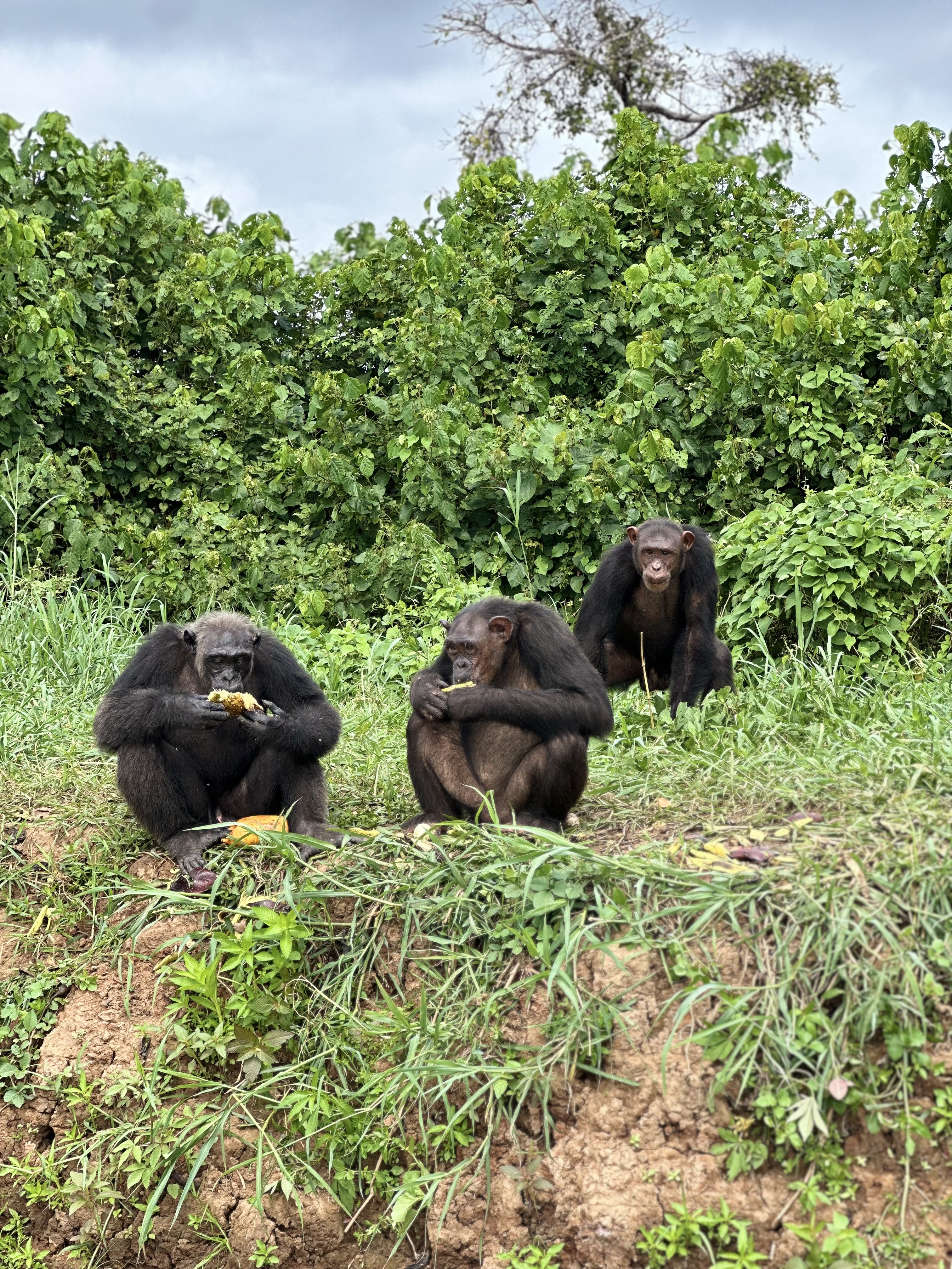 SANAGA PRIMATE EXPERIENCE galerie 3