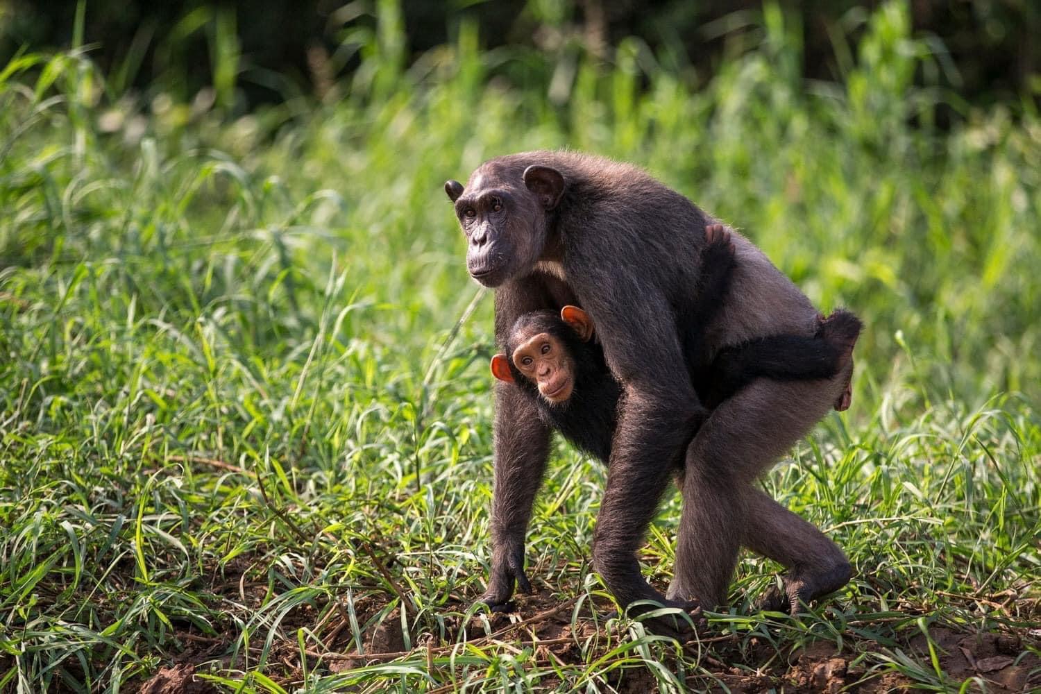 SANAGA PRIMATE EXPERIENCE